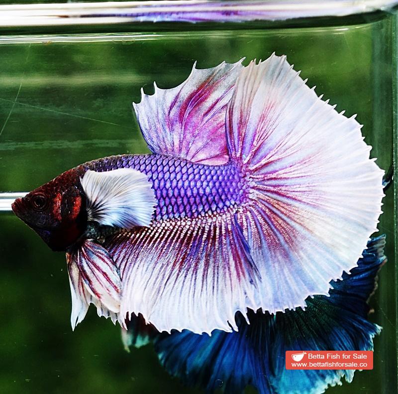 Betta fish OHM Purple Lavender Dumbo - Image 2