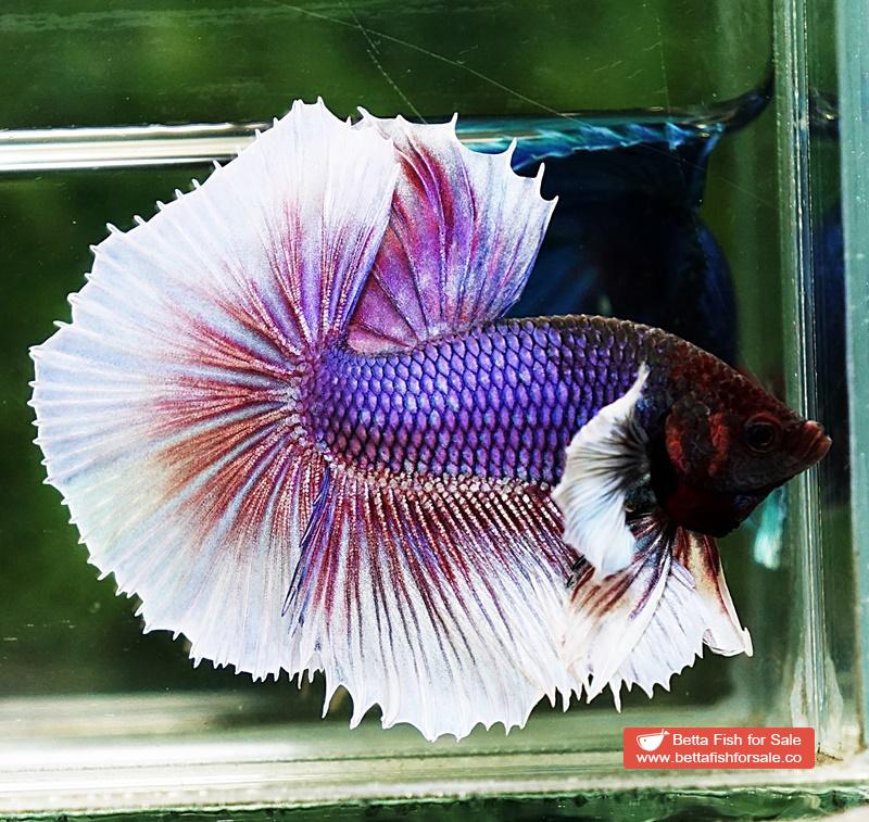 Betta fish OHM Purple Lavender Dumbo - Image 4