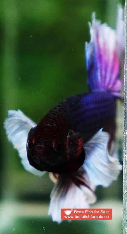 Betta fish OHM Purple Lavender Dumbo - Image 5