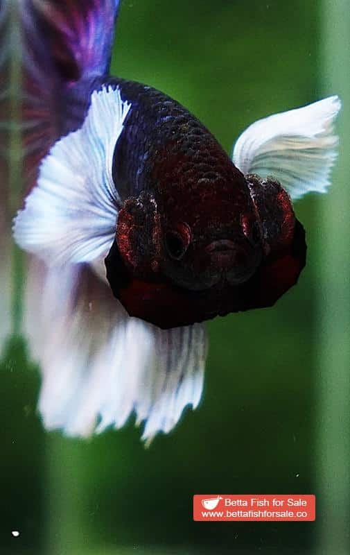 Betta fish OHM Purple Lavender Dumbo - Image 7