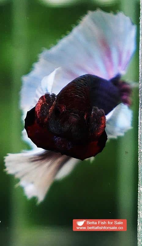 Betta fish OHM Purple Lavender Dumbo - Image 6