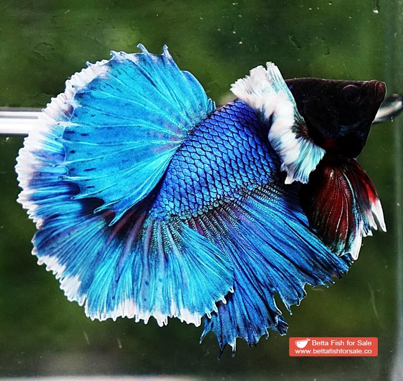 Betta fish OHM Turquoise White Halo Dumbo - Image 4