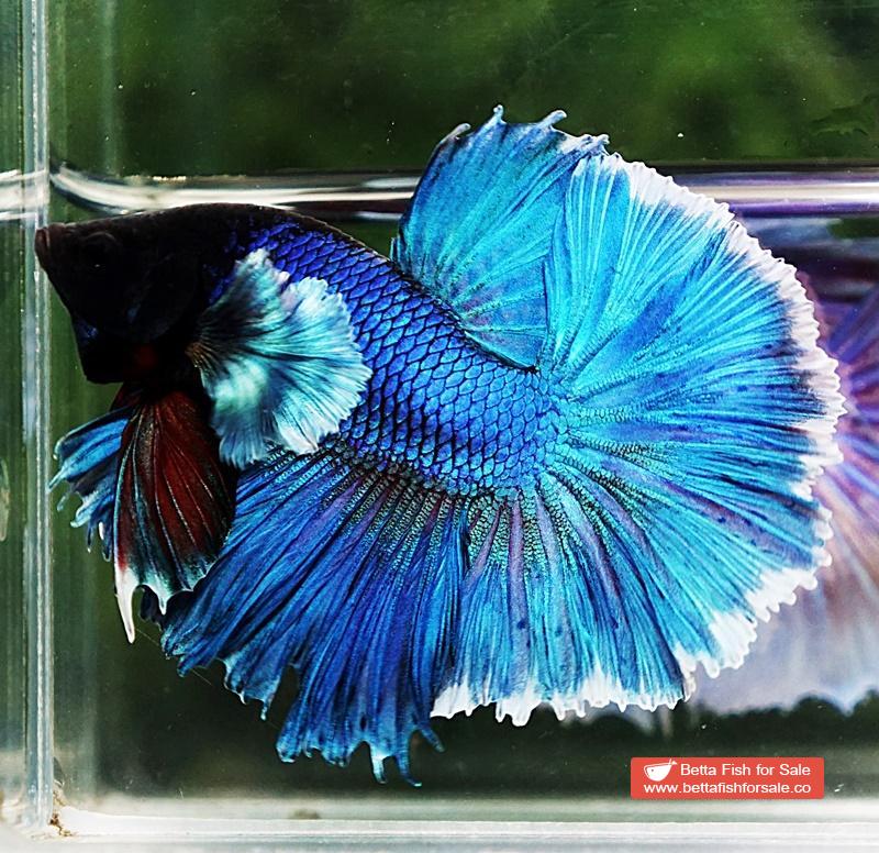 Betta fish OHM Turquoise White Halo Dumbo - Image 3