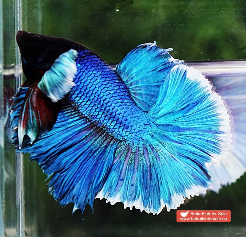 Betta fish OHM Turquoise White Halo Dumbo - Image 5