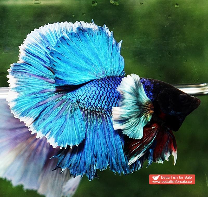 Betta fish OHM Turquoise White Halo Dumbo - Image 2