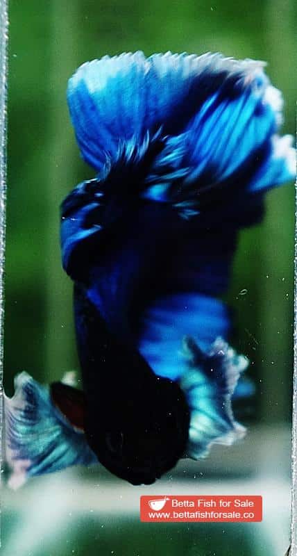 Betta fish OHM Turquoise White Halo Dumbo - Image 7