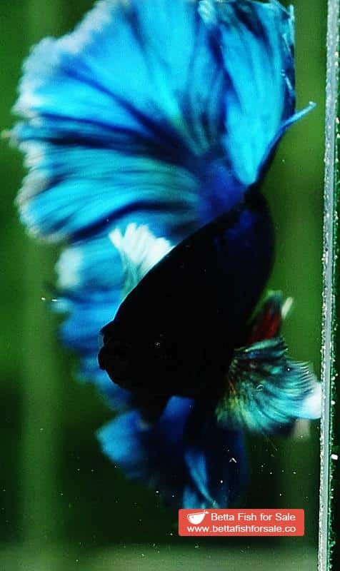 Betta fish OHM Turquoise White Halo Dumbo - Image 6