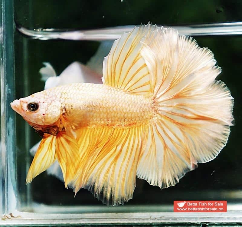 Betta fish OHM Gold Dragon Rosetail - Image 6