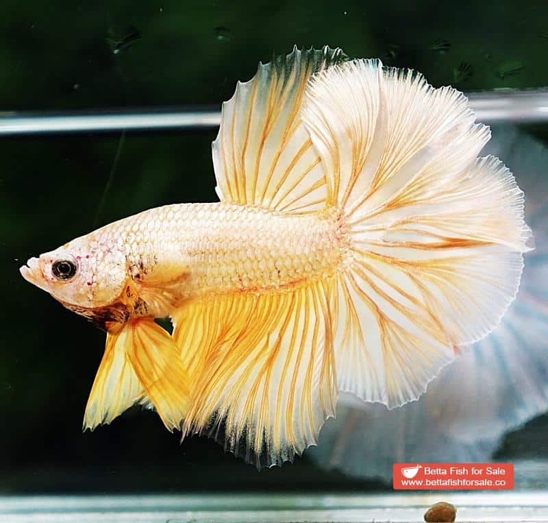 Betta fish OHM Gold Dragon Rosetail - Image 2