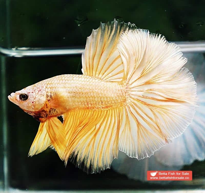 Betta fish OHM Gold Dragon Rosetail - Image 4