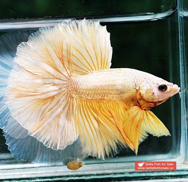 Betta fish OHM Gold Dragon Rosetail - Image 5