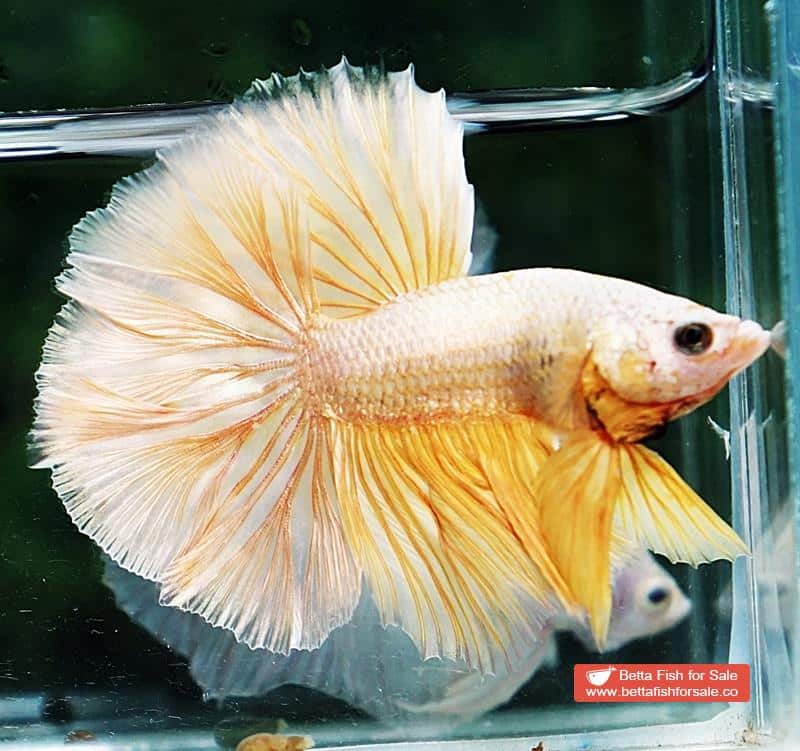 Betta fish OHM Gold Dragon Rosetail - Image 3