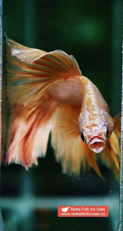 Betta fish OHM Gold Dragon Rosetail - Image 7