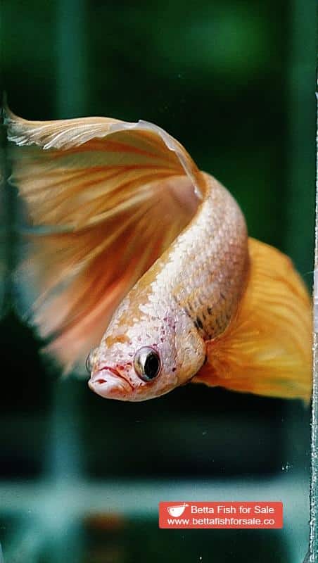 Betta fish OHM Gold Dragon Rosetail - Image 8