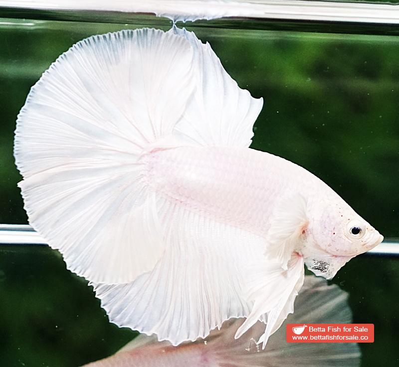 Betta fish OHM Prince of White Dumbo - Image 3