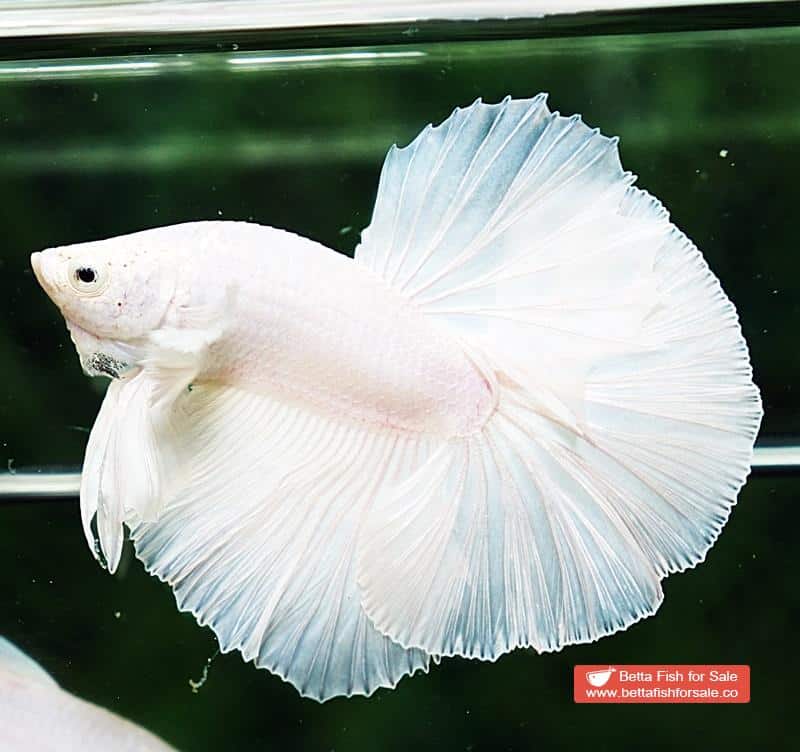 Betta fish OHM Prince of White Dumbo - Image 4