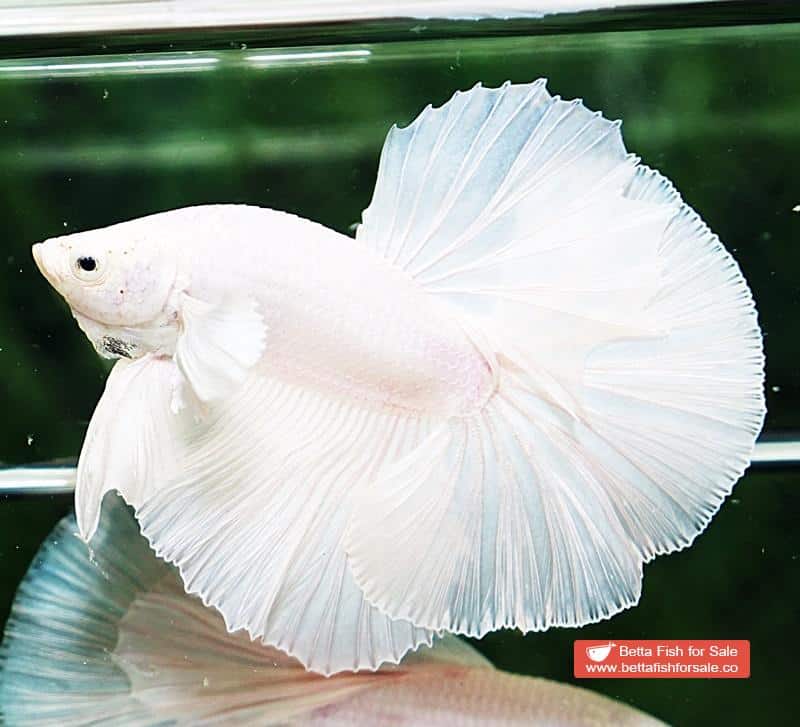 Betta fish OHM Prince of White Dumbo - Image 2