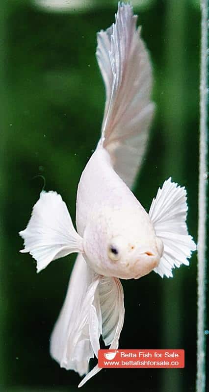 Betta fish OHM Prince of White Dumbo - Image 5