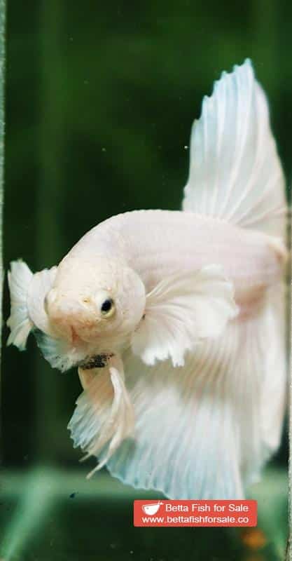 Betta fish OHM Prince of White Dumbo - Image 6