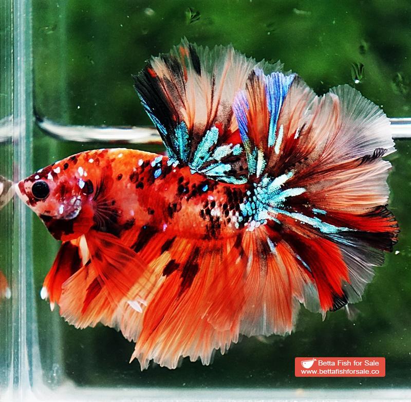 Betta fish OHM King Candy Star Sky Hawk Rosetail - Image 6