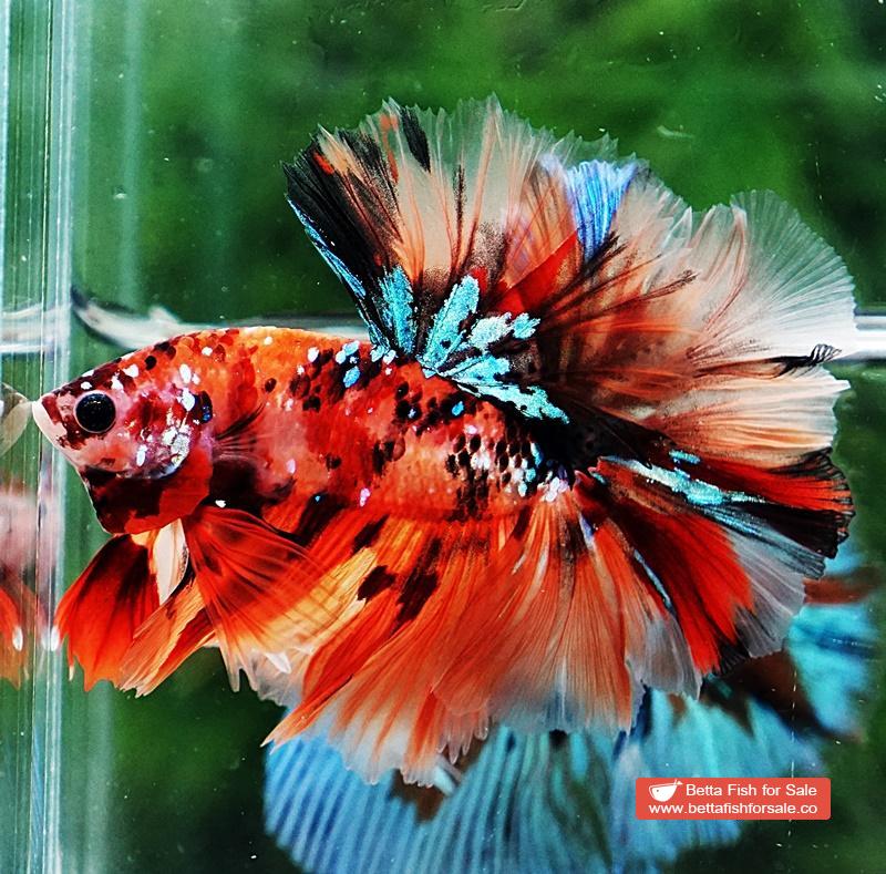 Betta fish OHM King Candy Star Sky Hawk Rosetail - Image 4