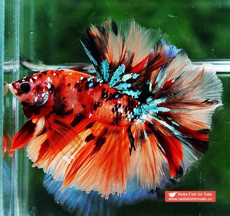 Betta fish OHM King Candy Star Sky Hawk Rosetail - Image 2