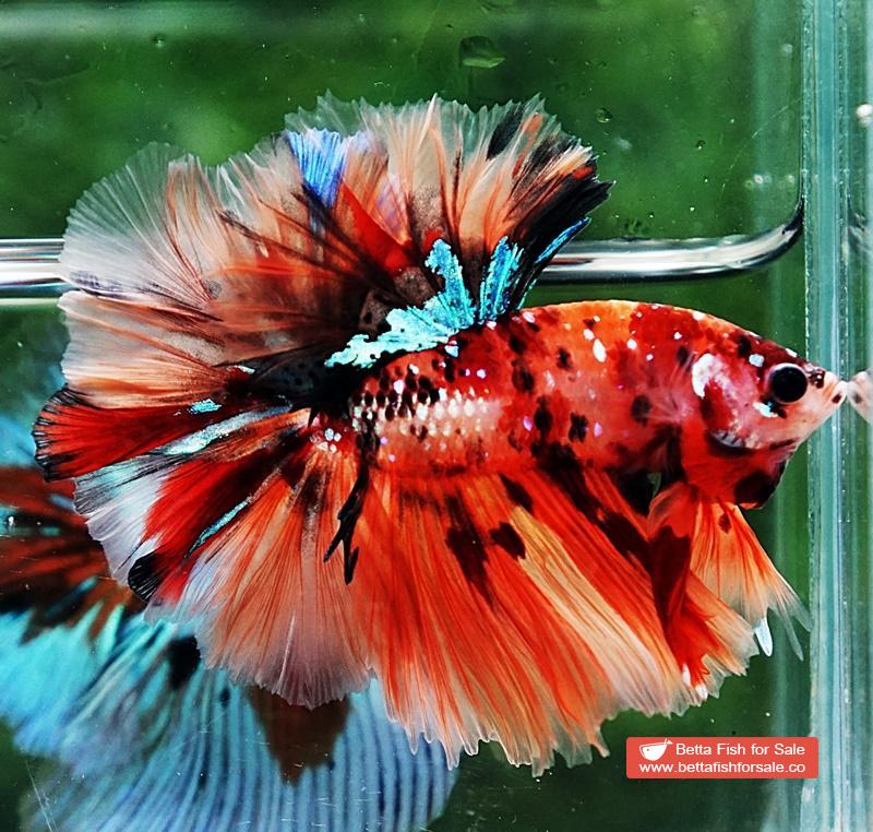 Betta fish OHM King Candy Star Sky Hawk Rosetail - Image 5
