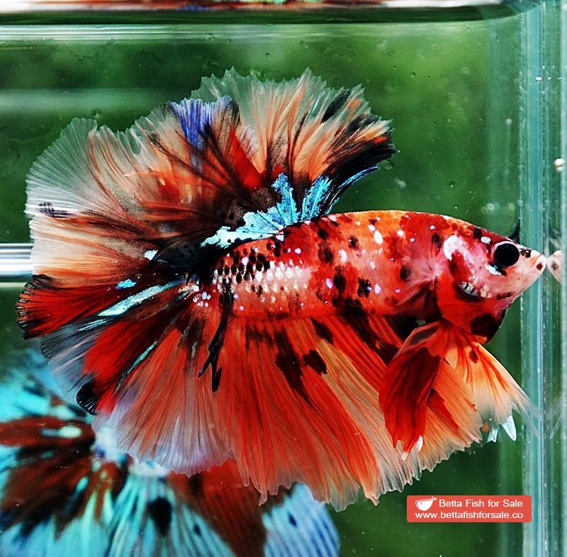 Betta fish OHM King Candy Star Sky Hawk Rosetail - Image 3