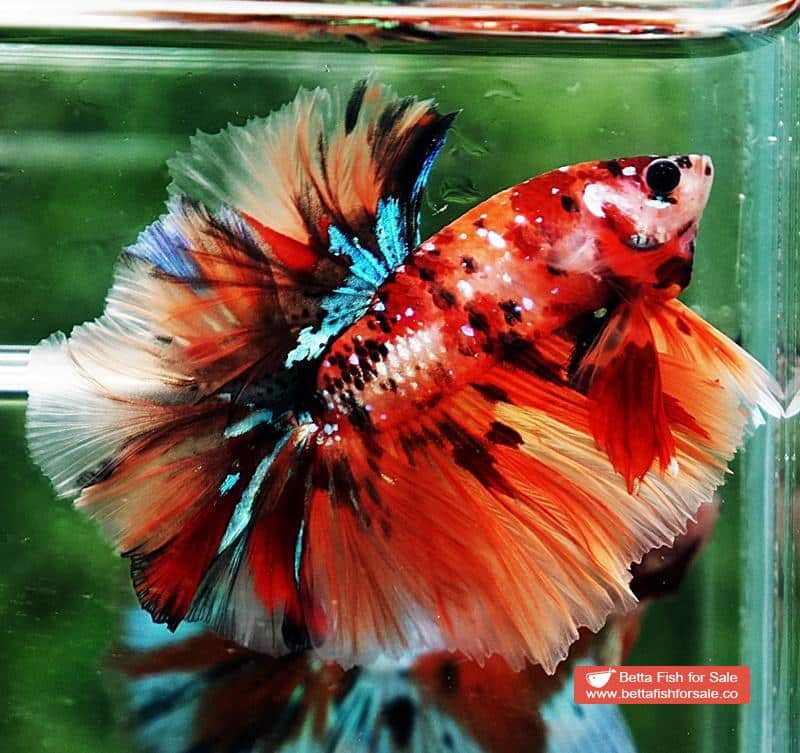 Betta fish OHM King Candy Star Sky Hawk Rosetail - Image 7