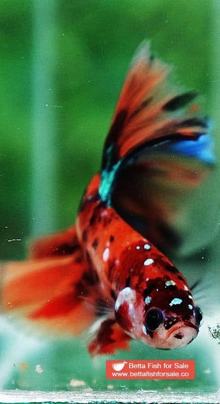 Betta fish OHM King Candy Star Sky Hawk Rosetail - Image 8