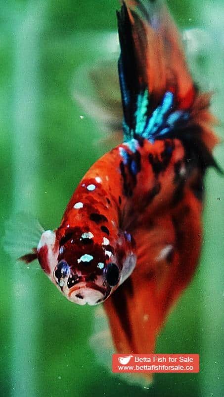 Betta fish OHM King Candy Star Sky Hawk Rosetail - Image 9