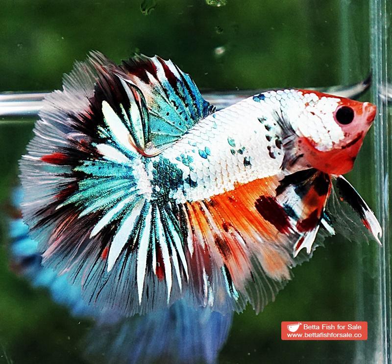 Betta fish HM Copper Candy Star tail - Image 4