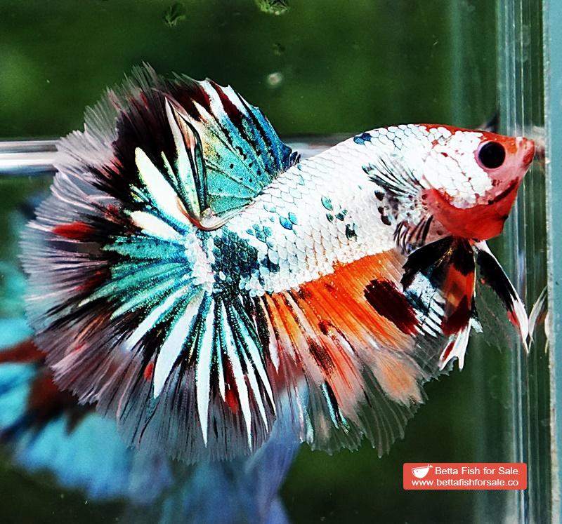 Betta fish HM Copper Candy Star tail - Image 2