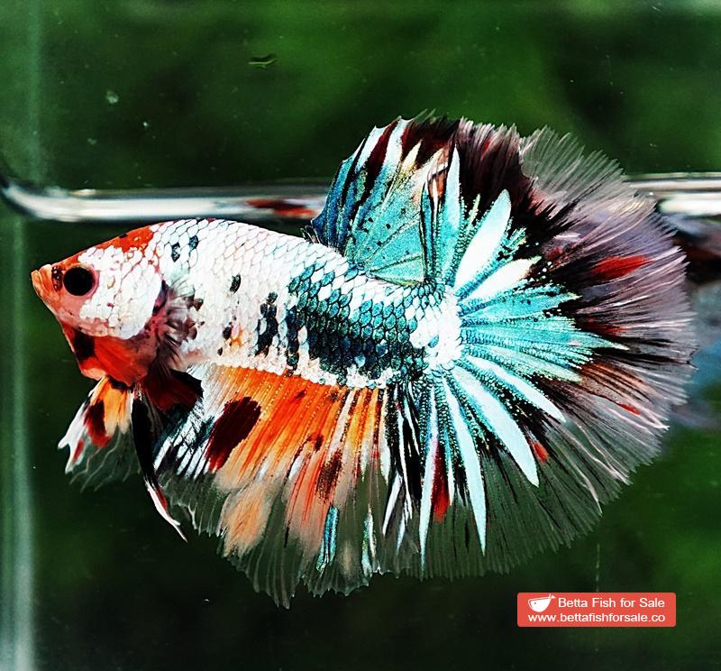 Betta fish HM Copper Candy Star tail - Image 3