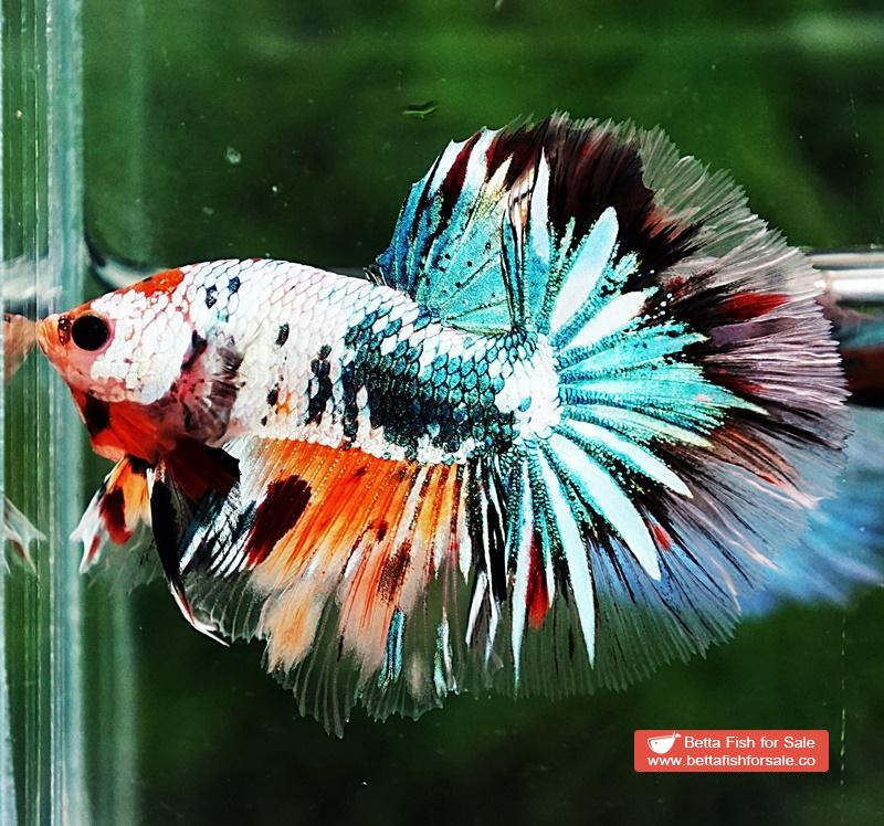 Betta fish HM Copper Candy Star tail - Image 5