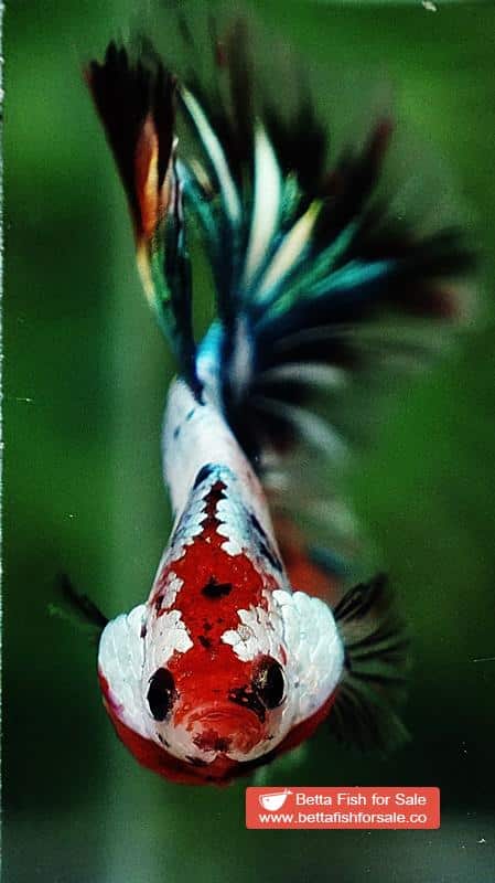 Betta fish HM Copper Candy Star tail - Image 6