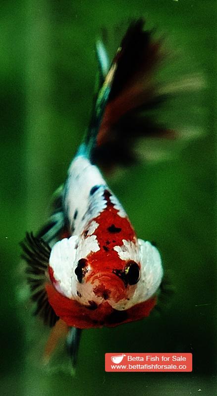 Betta fish HM Copper Candy Star tail - Image 7