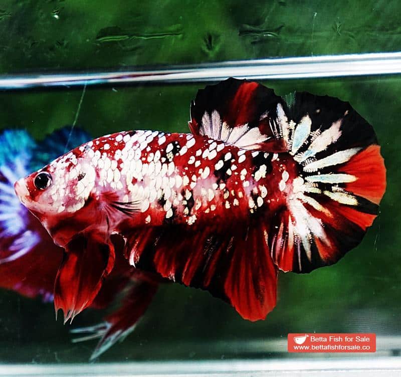 Betta fish HMPK Red Devil Gold Galaxy (Hi-end) - Image 3