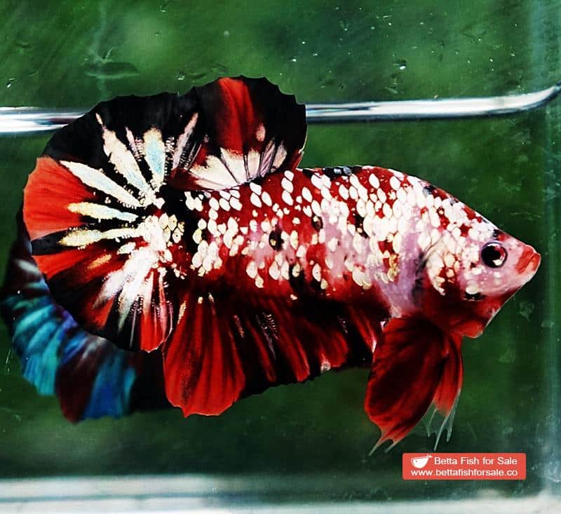 Betta fish HMPK Red Devil Gold Galaxy (Hi-end) - Image 2