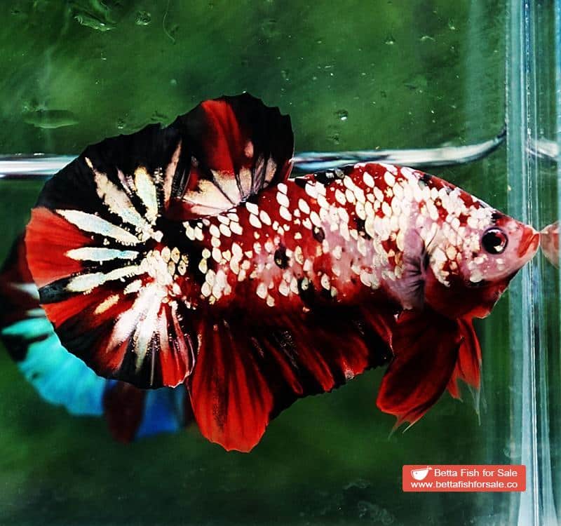 Betta fish HMPK Red Devil Gold Galaxy (Hi-end) - Image 4