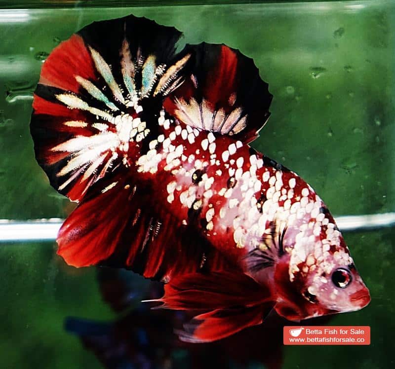 Betta fish HMPK Red Devil Gold Galaxy (Hi-end) - Image 6
