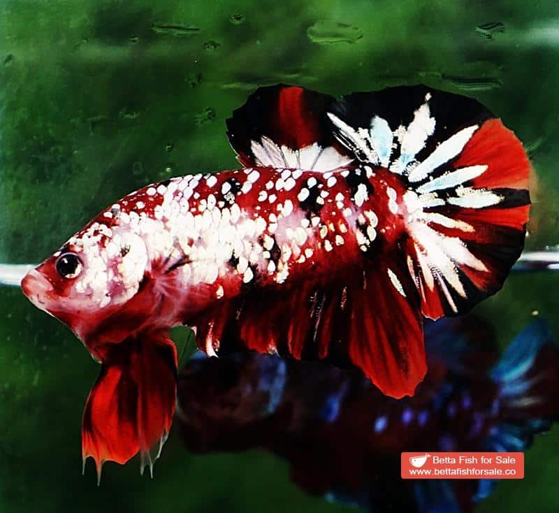 Betta fish HMPK Red Devil Gold Galaxy (Hi-end) - Image 5