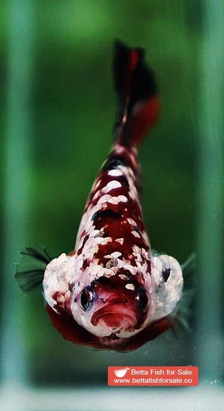 Betta fish HMPK Red Devil Gold Galaxy (Hi-end) - Image 7