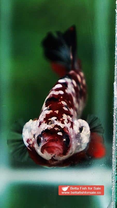 Betta fish HMPK Red Devil Gold Galaxy (Hi-end) - Image 8