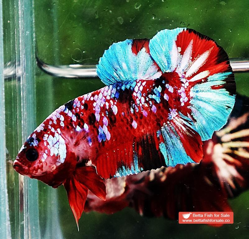 Betta fish HMPK Fancy Koi Galaxy - Image 2