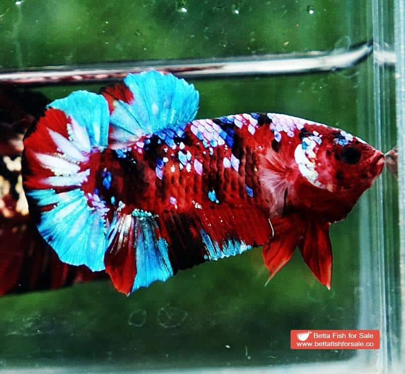Betta fish HMPK Fancy Koi Galaxy - Image 3