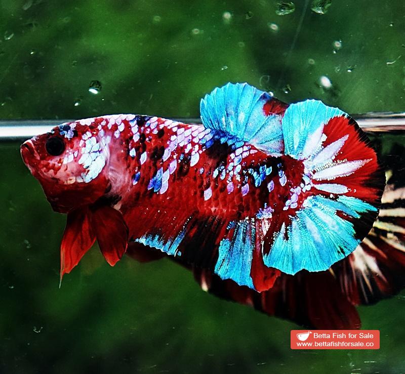 Betta fish HMPK Fancy Koi Galaxy - Image 4