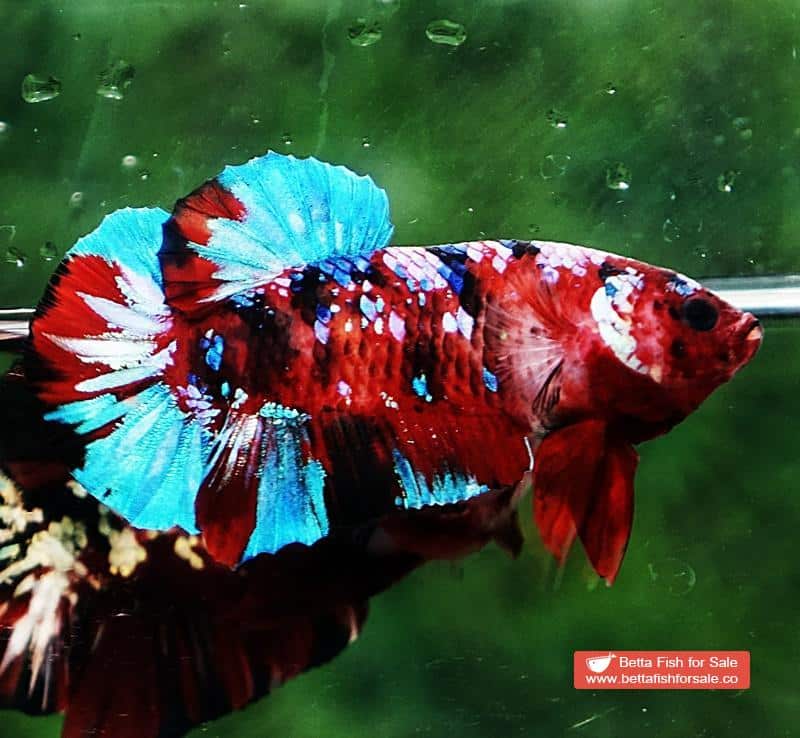 Betta fish HMPK Fancy Koi Galaxy - Image 5
