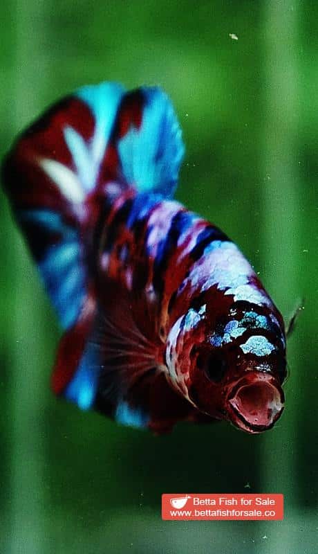 Betta fish HMPK Fancy Koi Galaxy - Image 6