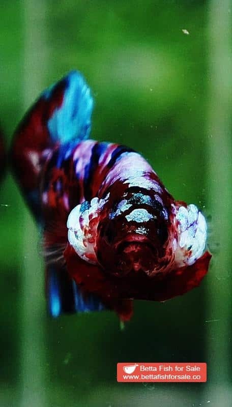 Betta fish HMPK Fancy Koi Galaxy - Image 7